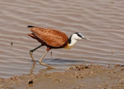 Grootlanhtoon / African Jacana