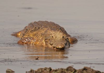 Krokodil / Nile Crocodile