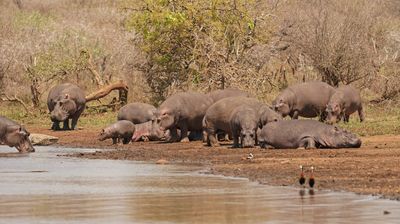 Seekoei / Hippo