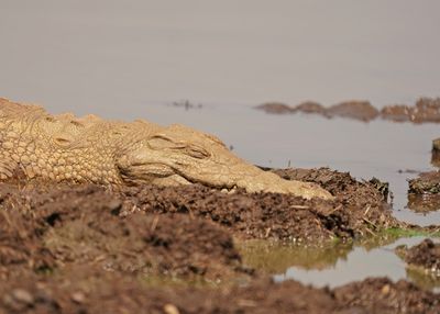 Krokodil / Nile Crocodile