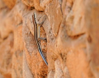 Bloustert-koppieskink / Rainbow Skink