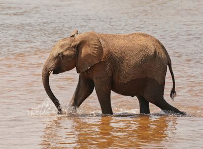 Afrika Olifant / African Elephant