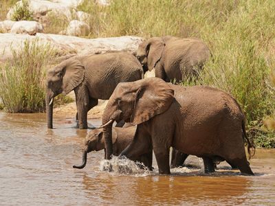 Afrika Olifant / African Elephant