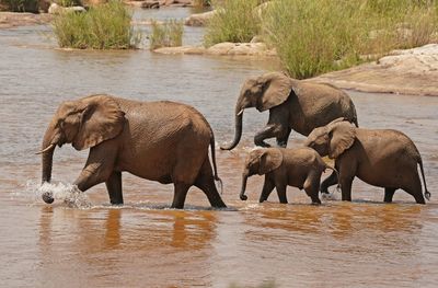 Afrika Olifant / African Elephant