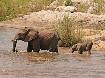Afrika Olifant / African Elephant