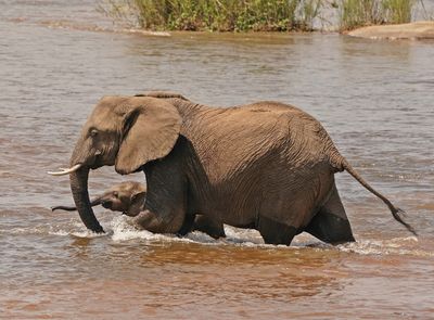 Afrika Olifant / African Elephant