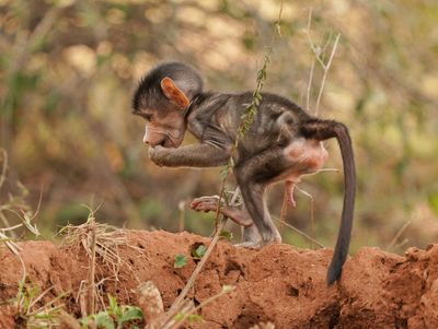 Kaapse bobbejaan / Cape Baboon