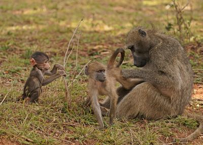 Kaapse bobbejaan / Cape Baboon