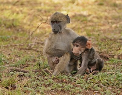 Kaapse bobbejaan / Cape Baboon