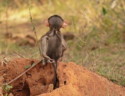 Kaapse bobbejaan / Cape Baboon
