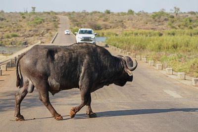 Buffel / African Buffalo