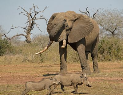 Savanne-olifant / African Elephant
