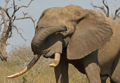 Savanne-olifant / African Elephant