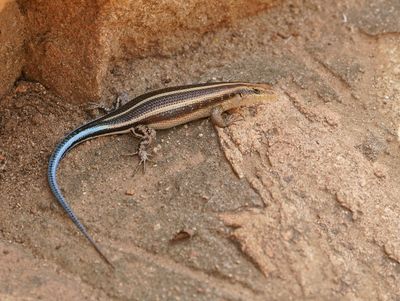 Bloustert-koppieskink / Rainbow Skink