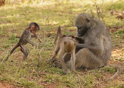 Kaapse bobbejaan / Cape Baboon