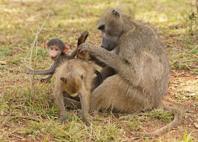 Kaapse bobbejaan / Cape Baboon
