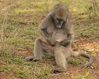 Kaapse bobbejaan / Cape Baboon