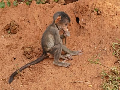 Kaapse bobbejaan / Cape Baboon