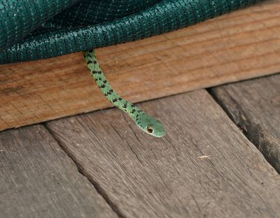 Gespikkelde bosslang / Spotted Bush Snake
