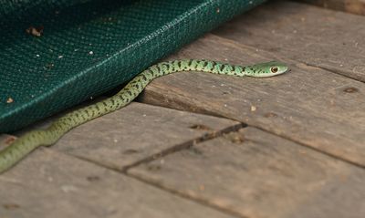 Gespikkelde bosslang / Spotted Bush Snake
