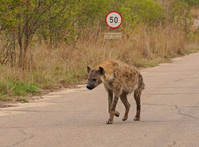 Gevlekte Hiëna / Spotted Hyena