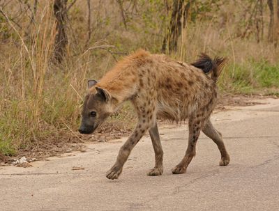 Gevlekte Hiëna / Spotted Hyena