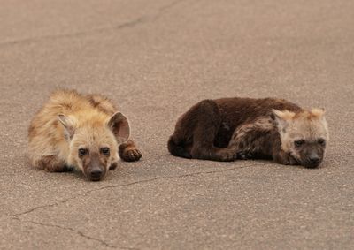 Gevlekte Hiëna / Spotted Hyena