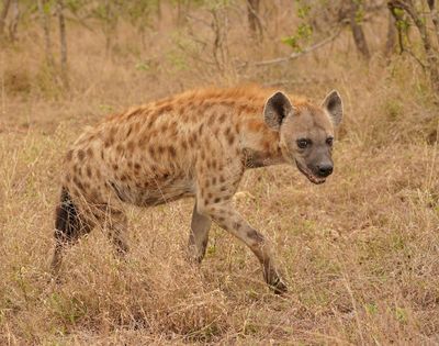 Gevlekte Hiëna / Spotted Hyena