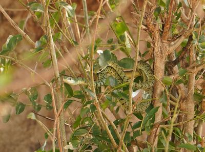Gespikkelde bosslang / Spotted Bush Snake