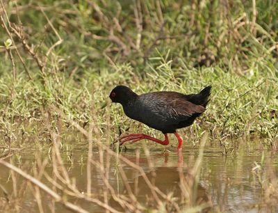 Swartriethaan / Black Crake