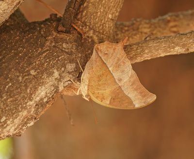 Pêrel Dubbelstert / Pearl Charaxes