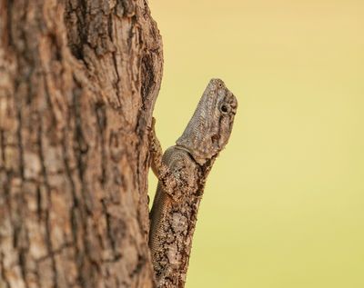 Bloukopkoggelmander / Southern Tree Agama