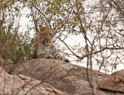 Luiperd / Leopard