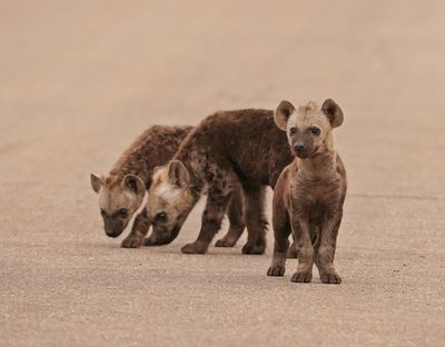 Gevlekte Hiëna / Spotted Hyena