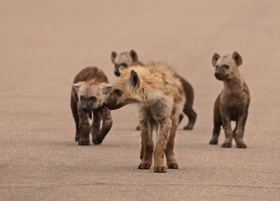 Gevlekte Hiëna / Spotted Hyena