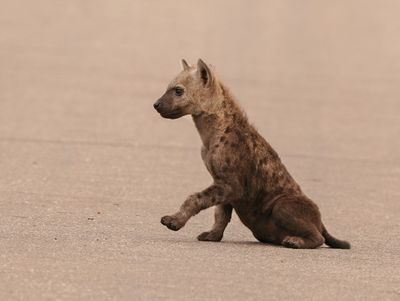 Gevlekte Hiëna / Spotted Hyena