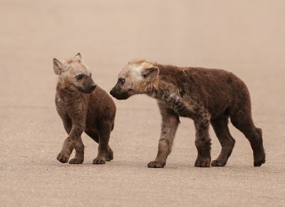 Gevlekte Hiëna / Spotted Hyena