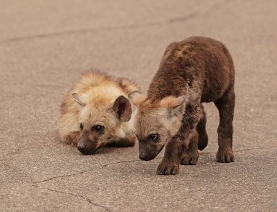 Gevlekte Hiëna / Spotted Hyena