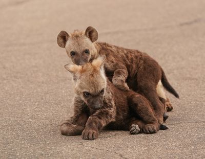 Gevlekte Hiëna / Spotted Hyena