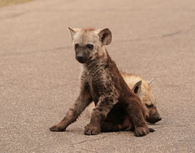 Gevlekte Hiëna / Spotted Hyena