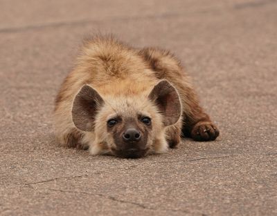 Gevlekte Hiëna / Spotted Hyena