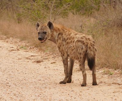 Gevlekte Hiëna / Spotted Hyena