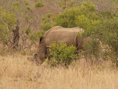 Witrenoster / White Rhino