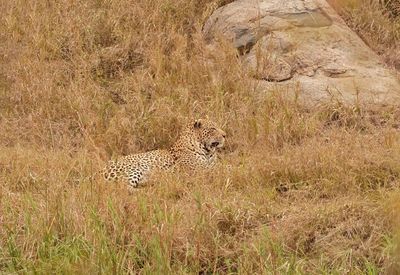 Luiperd / Leopard