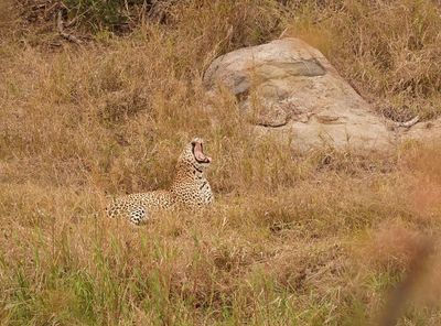 Luiperd / Leopard