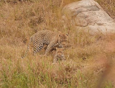 Luiperd / Leopard