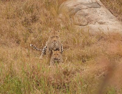 Luiperd / Leopard