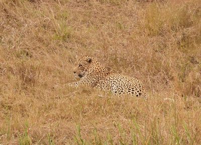 Luiperd / Leopard