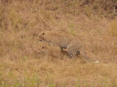 Luiperd / Leopard