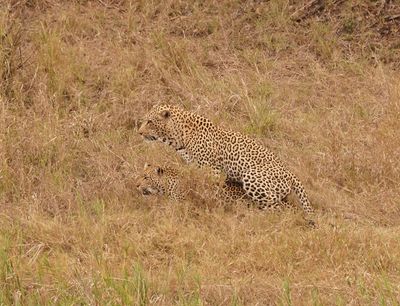 Luiperd / Leopard
